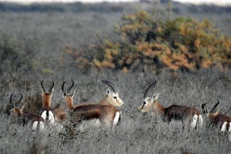 Shirvan National Park Tour