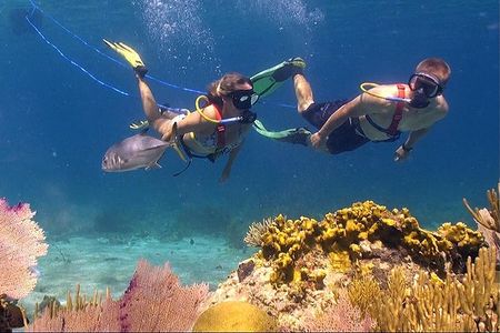 Snuba Adventure at Coral World Ocean Park