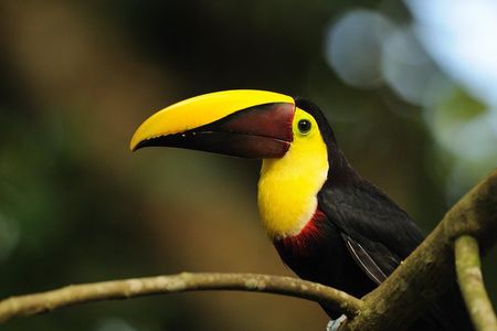 Bird Watching Arenal Oasis