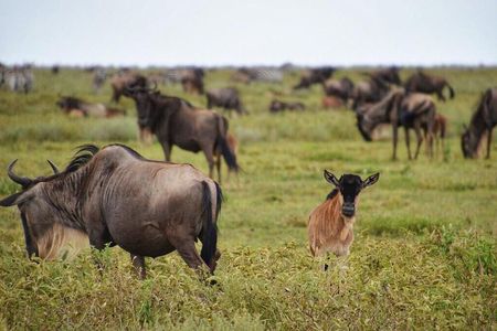 5 Day Serena Luxury Tanzania Safari