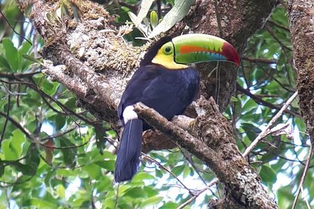Monteverde Birdwatching Experience