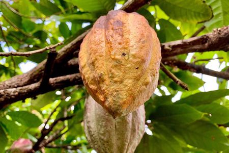 Grenada Herb & Spice Tour -Fort Frederick, Chocolate & Waterfalls