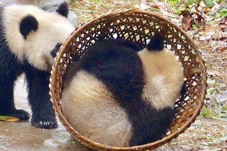 Chengdu Panda Tour and Taste Spicy Hotpot 
