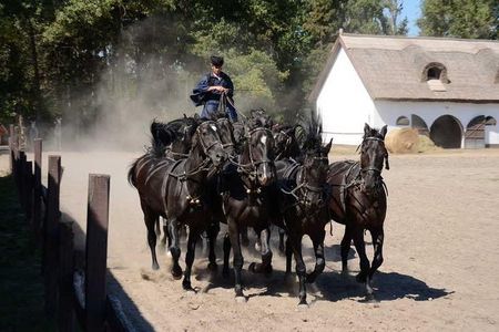 Horseshow on the Hungarian Puszta, private tour from Budapest with entry!