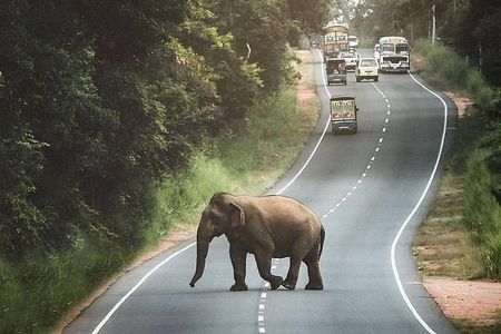 Private 6-Day Sightseeing Tour around Sri Lanka