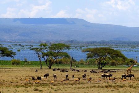6 Days Amboseli, Lake Naivasha & Masai Mara Safari