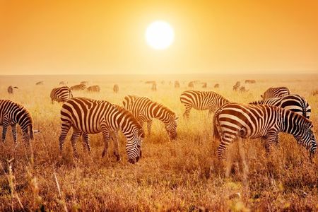 4 Days Mid-range Safari in Serengeti, Ngorongoro and Tarangire