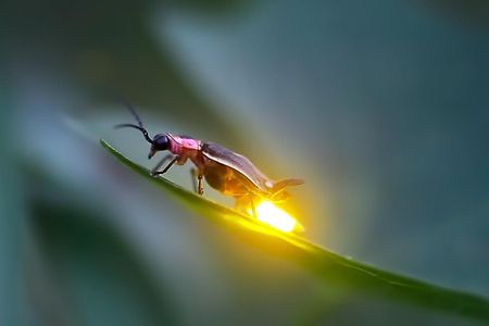 Sic - Kuala Selangor Firefly Tour 