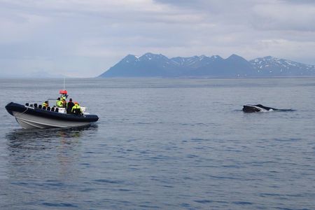2-Hour RIB Boat Whale Watching Tour from Reykjavik