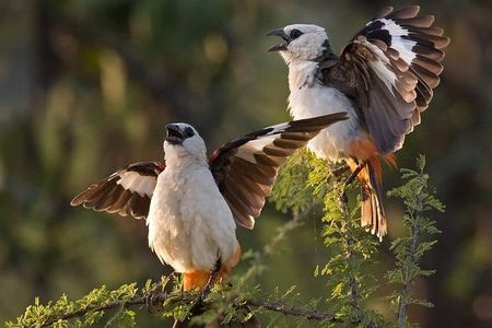 4 Days Private Migration Midrange Safari