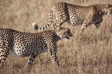 5 days Serengeti Wildebeest Migration Safari