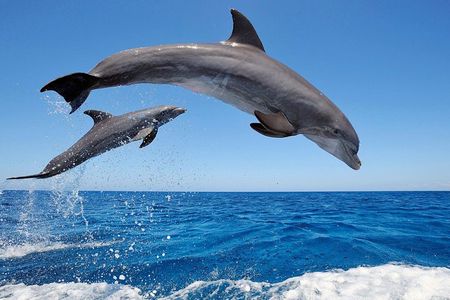 Dolphin Tour - Waterfall - Wanagiri Hill - Temple on the Lake - Free WiFi