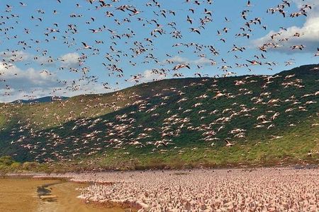 2 Days Lake Elementaita National park Safari