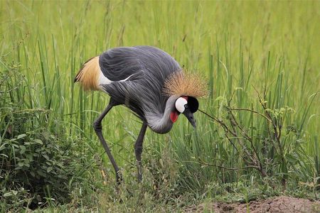 3 Days Masai Mara Wildlife private safari - Mid range budget