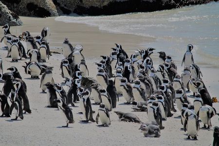 Penguin Encounter Boulders Beach Half Tour Day from Cape Town