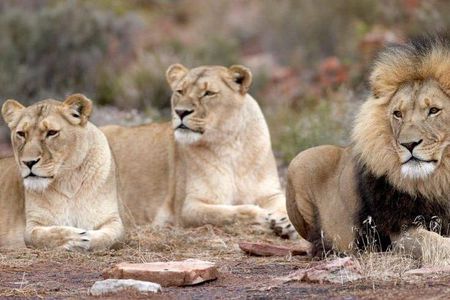 Game drive Day Tour