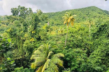 St Kitts Rainforest Tour
