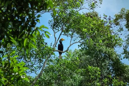 North Sumatra & Barumun Nagari Wildlife Sanctuary program