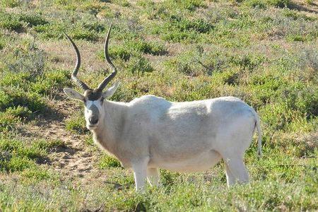 Discovery of the Souss Massa Animal Park in 4x4