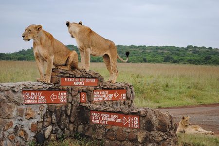 Nairobi National Park Half Day Safari. 