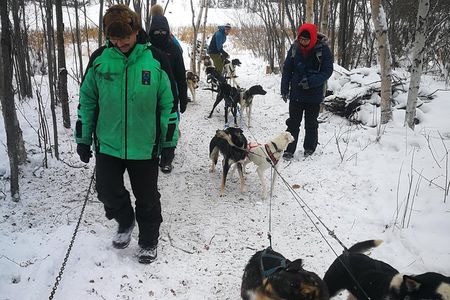 Dog Sledding