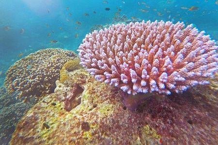 Surin Islands Snorkel Tour by SeaStar Andaman from Khao Lak