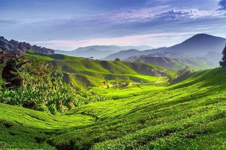Full-day Cameron Highlands Tour