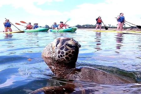 Full-Day Oahu Tour by Bus