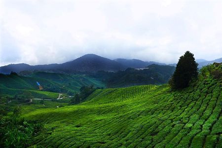 Cameron Highland Day-Trip from Kuala Lumpur