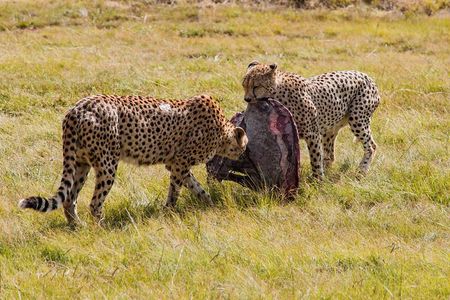 3-Days 2-nights Tanzania Private Budget Camping Safari 
