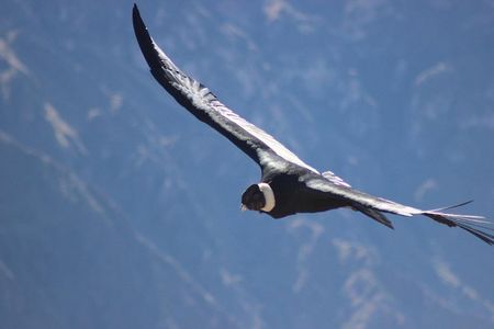 Colca Canyon – 2 Days / 1 Night