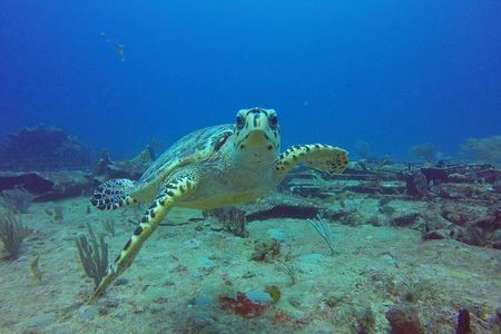 Sand Dollar Half Day Snorkel Trip