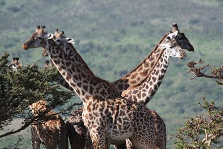 5 Days Northern Tanzania Selected Wildlife Safari