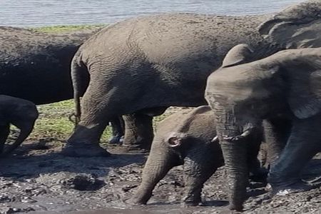 5 Days 4 Nights Budget Adventure Safari In Victoria Falls & Chobe National Park