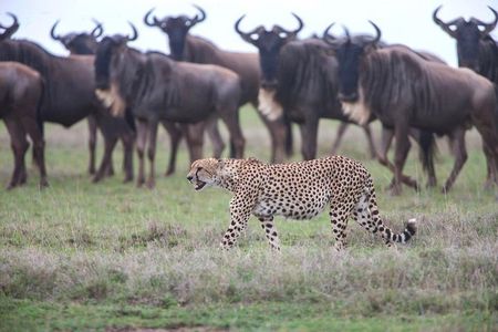 Safari in Tanzania December - April, the Serengeti migration
