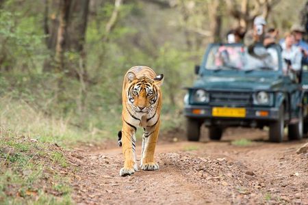 6 Day Golden Triangle with Ranthambore - Taj Mahal Sunset/Sunrise