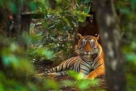 5 Days Golden Triangle with Ranthambore Tiger Safari