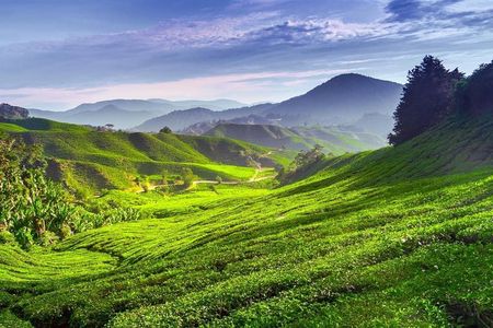 Cameron Highland Day Tour From Kuala Lumpur With Lunch Local food