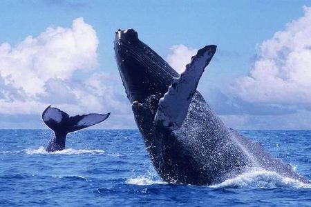 Whale & Dolphin Watching Cruise in Puerto Vallarta All Inclusive