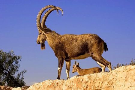 Khor Virap, Areni Winery, Noravank + Wild Goat Watching - private tour