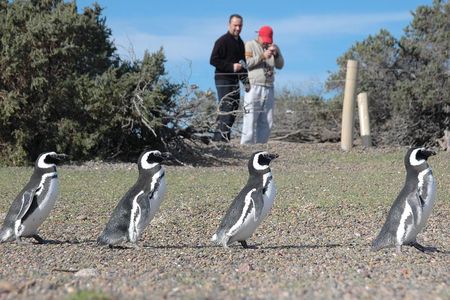Exclusive Punta Tombo Penguins for Cruise Guests