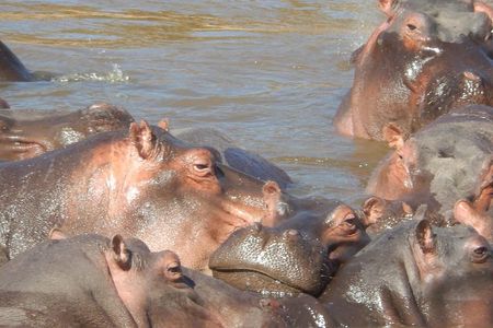 Lake Nakuru National park & Lake Naivasha Day tour from Nairobi