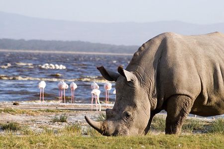 Lake Nakuru National Park daytrip
