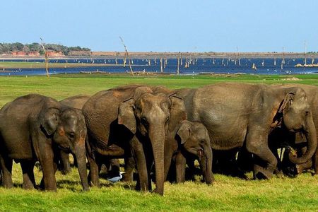 Minneriya National Park | Private Safari