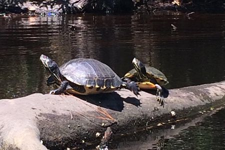 Kitty Hawk Woods Kayak Tour