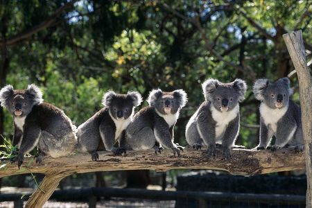 [Private Tour] Healesville Sanctuary Wildlife & Puffing Billy Steam Train
