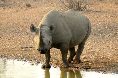 Game Drive and Rhino Walk