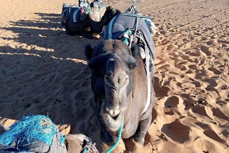 Small Group 3 Days Desert Trip From Fez to Marrakesh
