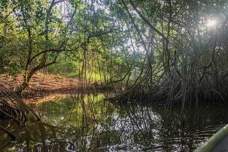 Into the Wild: Canoeing & Birdwatching in La Boquilla’s Untouched