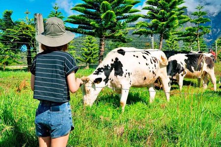 2d1n Kinabalu Park & Poring Canopy Walk & Desa Cow Farm Tour